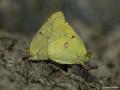 Colias crocea (Sarıazamet)
